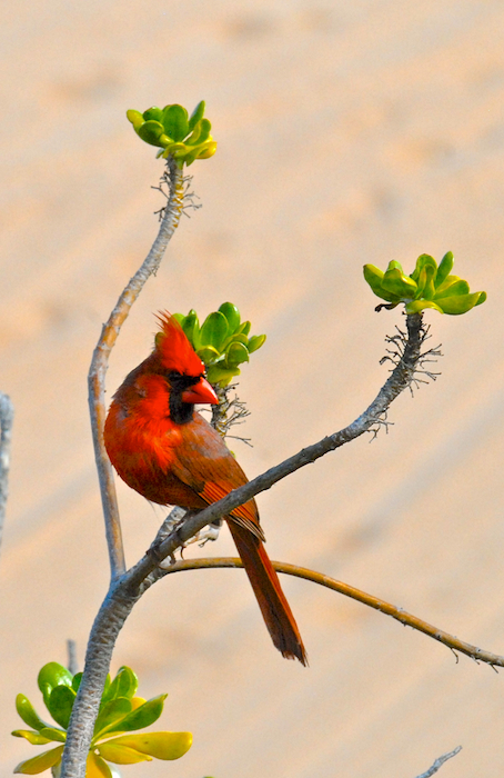 Beach Cardinal