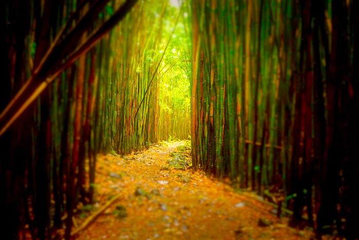 The Tao of Bamboo