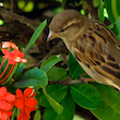 Bird and Flower