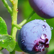 Blueberry Dew