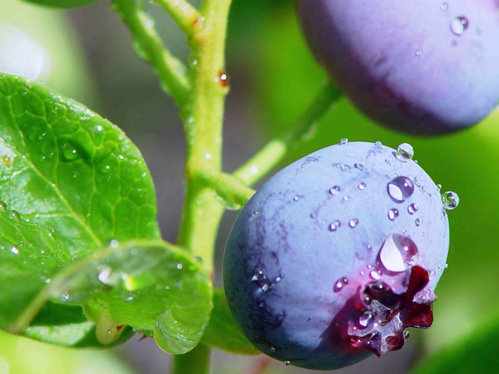 Blueberry Dew