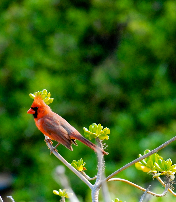 Common Cardinal