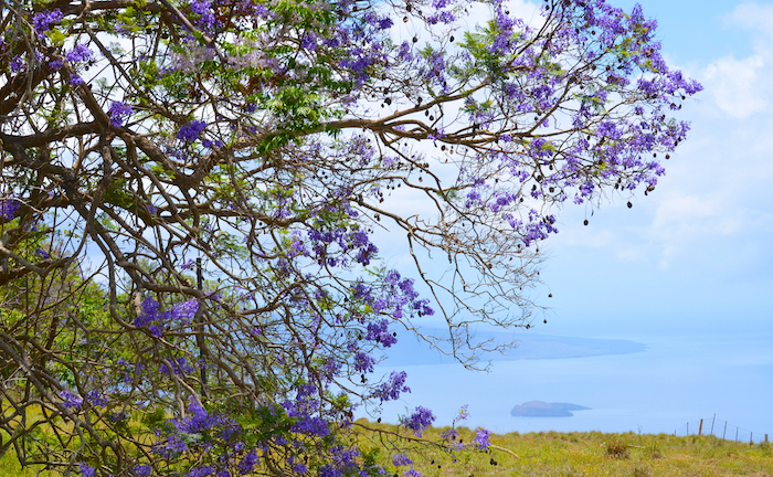 View from the Shade of a Jacaranda