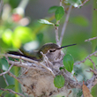Hummingbird in the Nest