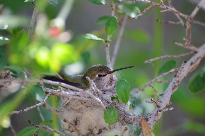 Hummingbird in the Nest