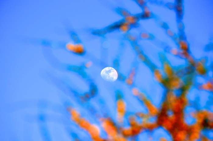 Moon in a Burning Thicket