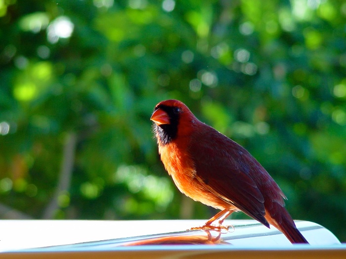 Morning Cardinal