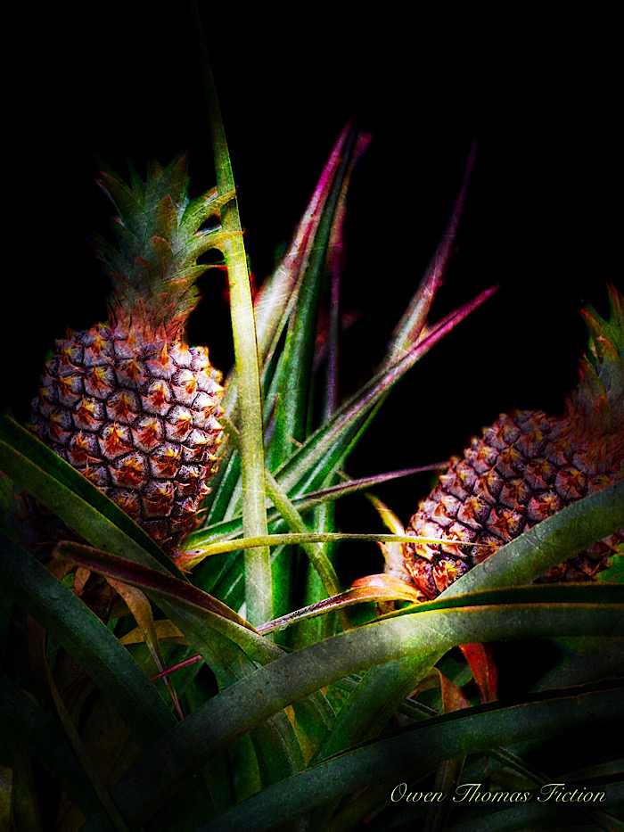 Pineapple Portrait 