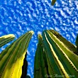 “Cactus Launch: Soaring Skyward, Plunging Seaward”