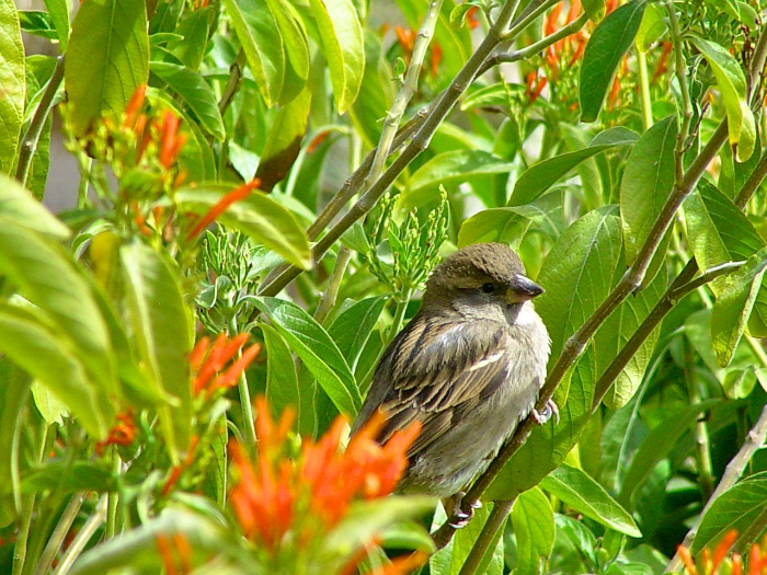 Still Life of a Sparrow