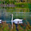 Swans' Way