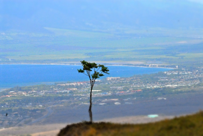Tree Over Maalea Bay