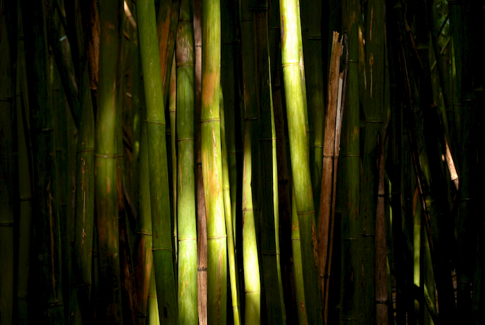 Waimoku Bamboo Forest