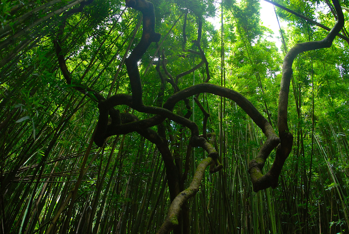 Waimoku Falls Bamboo